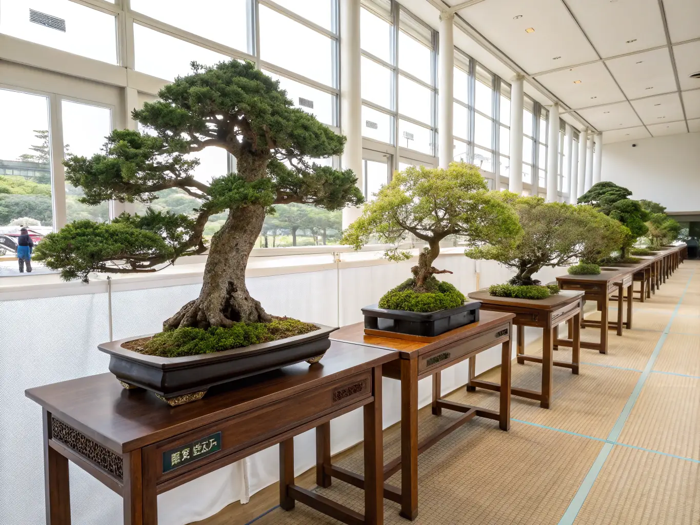 A display of intricate bonsai trees at a cultural exhibition in Yokosuka.